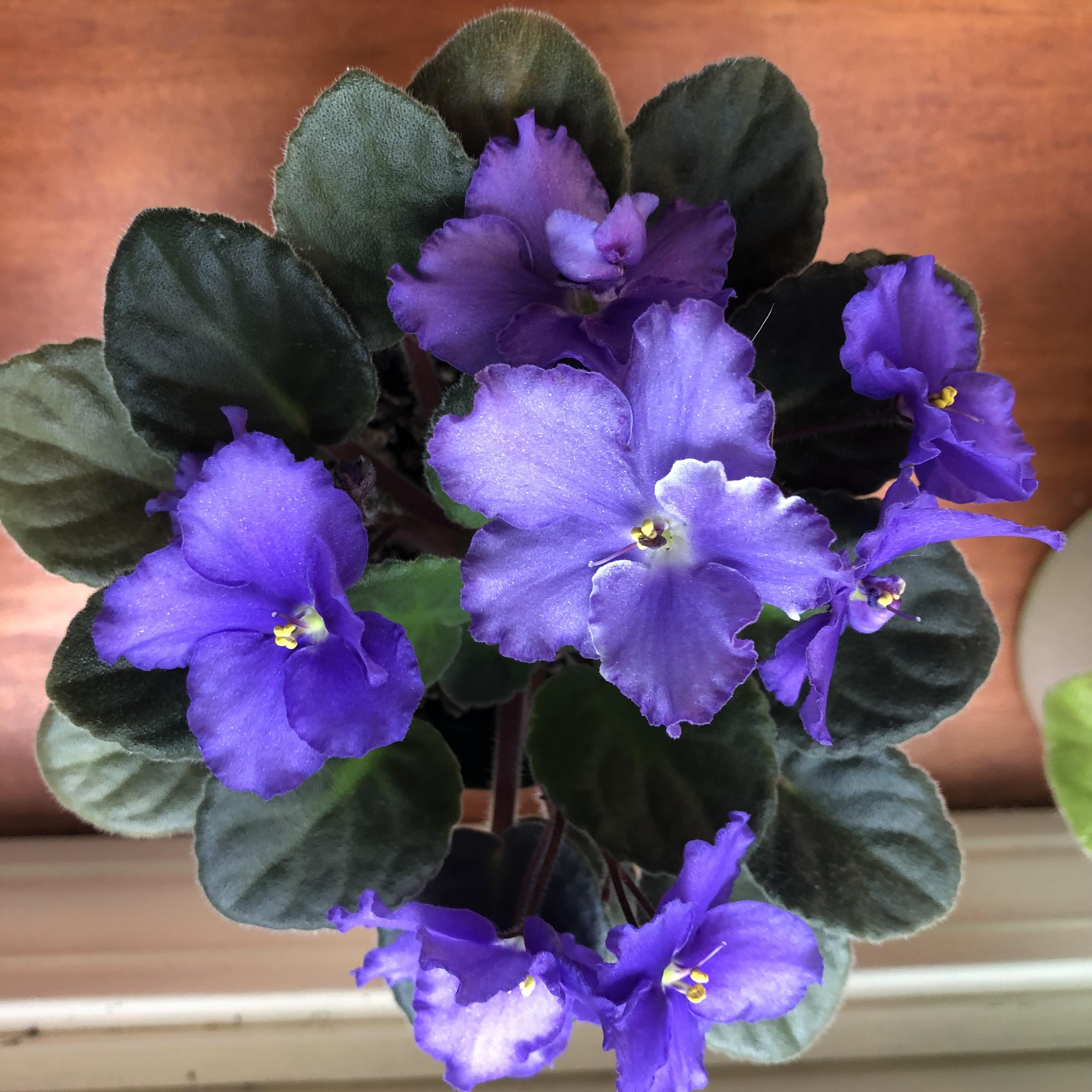 Bay State African Violet Society, Inc. - Photo Gallery